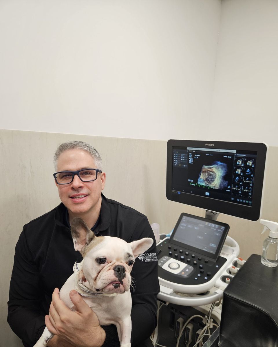 Dr. Guilherme Goldfeder com um buldogue francês ao lado do aparelho de ecocardiografia