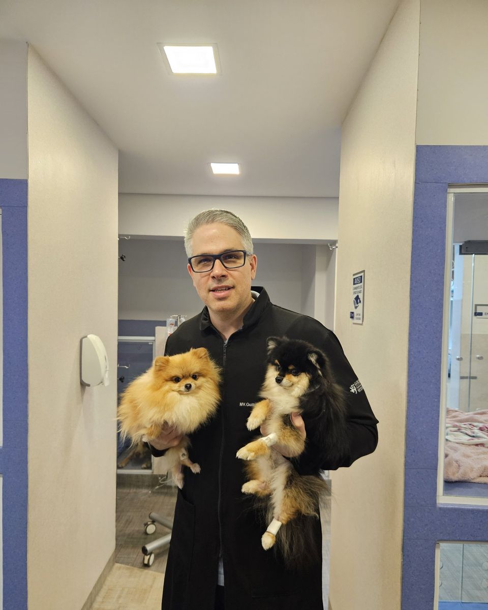 Dr. Guilherme Goldfeder com dois spitz alemães no corredor da clínica